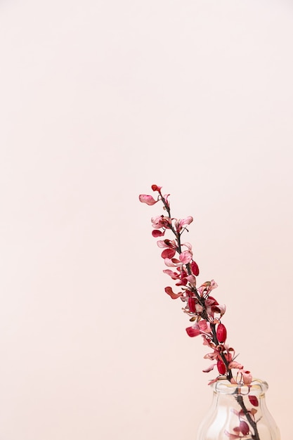 A branch of dry barberry in a vase on a pink background