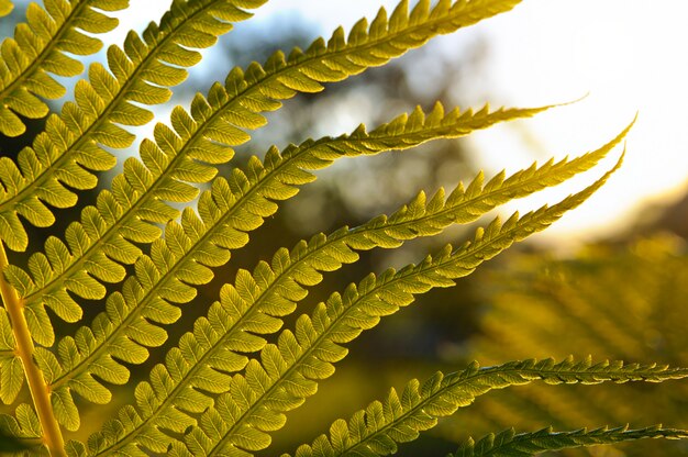 Branch of fern at sunset