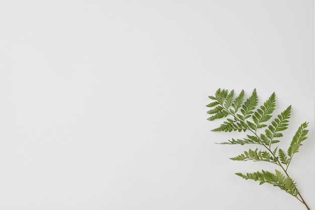 Branch of fern with green leaves in the low right corner in isolation that can be used as space