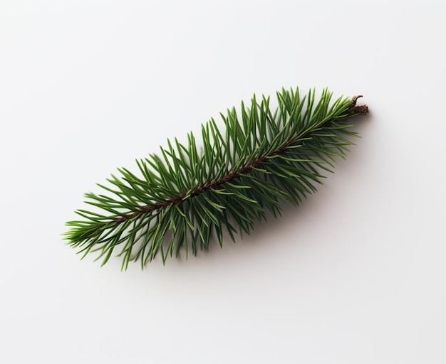 A branch of a fir tree is on a white background.