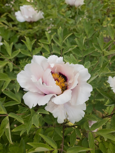 Branch of flower semidouble white peony Paeonia suffruticosa plant known as Paeonia rockii