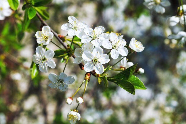 Branch of flowering cherry in spring garden