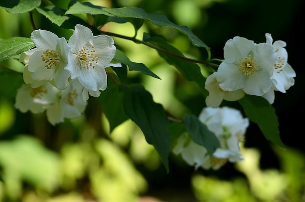 A branch of a flowering Jasmine in summer