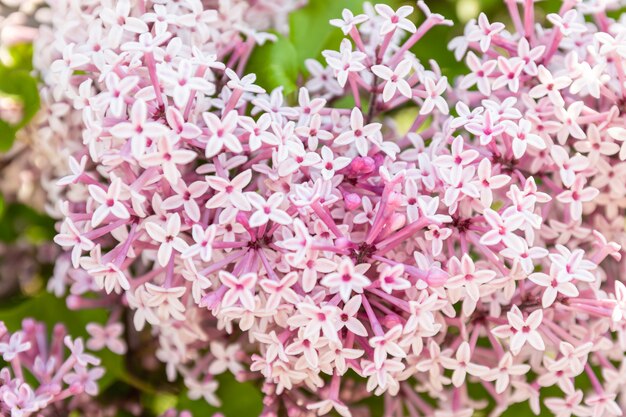 Branch of flowers on a tree in a garden