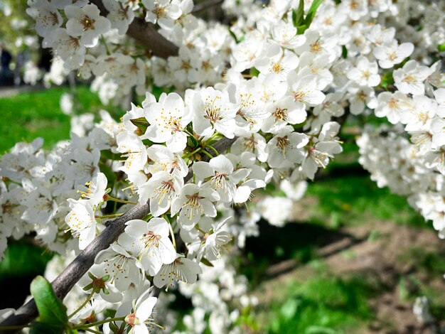 branch of fluffy blossoming cherry close up