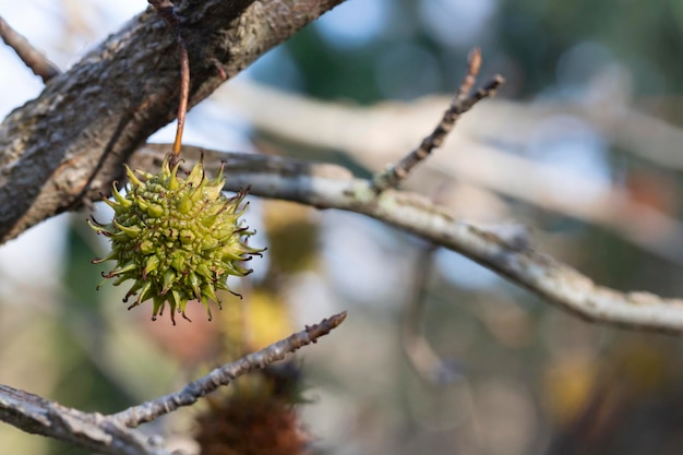 Branch of a fragrant tree with round prickly fruits Liquidambar styraciflua selective focus closeup place for text