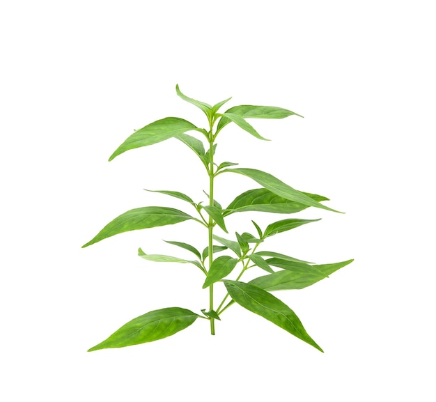 Branch of fresh Andrographis paniculata leaf isolated on white background. Thai herb medicine plant concept.