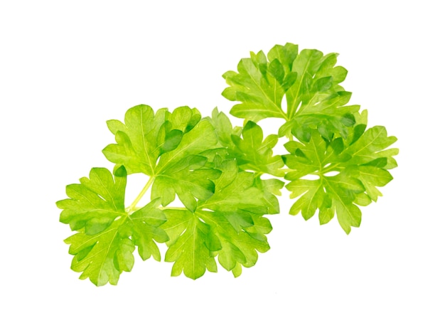 Branch of fresh parsley isolated on white