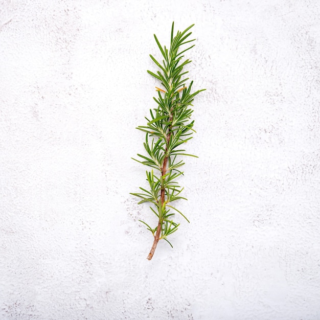 Photo branch of fresh rosemary  set up on white concrete background.