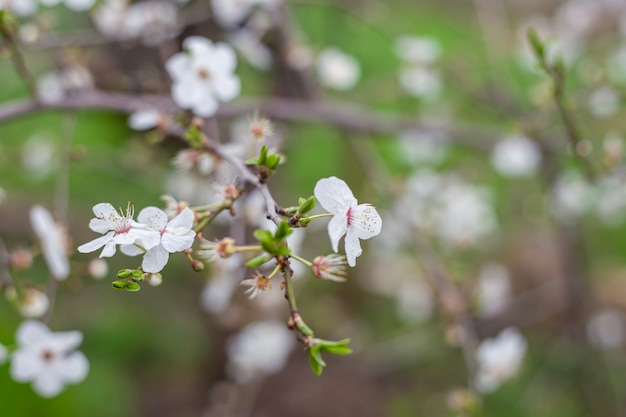 Branch of a fruit tree with white delicate flowers and young leaves in the garden