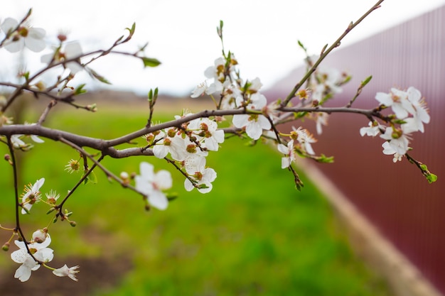 Branch of a fruit tree with white delicate flowers and young leaves in the garden