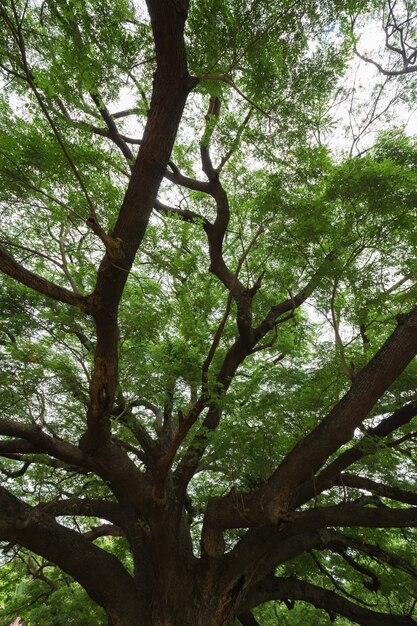 branch of Giant Monky Pod Tree in Kanchanaburi, Thailand