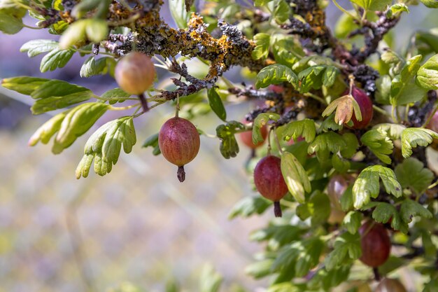 A branch of gooseberries with berries infected with scab