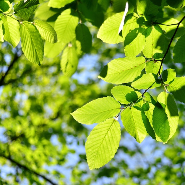 A branch of green linden leaves against a blue sky with sun rays. Beautiful background leaf