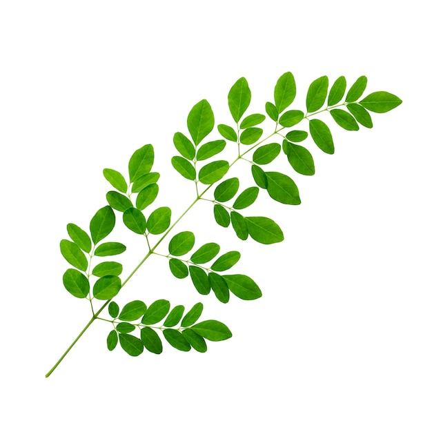 Branch of Green Moringa Leaves isolated