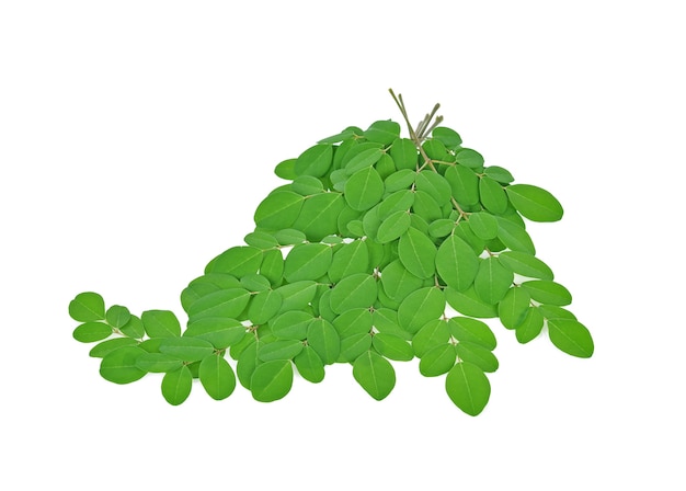 Branch of green moringa leaves,Tropical herbs isolated on white background