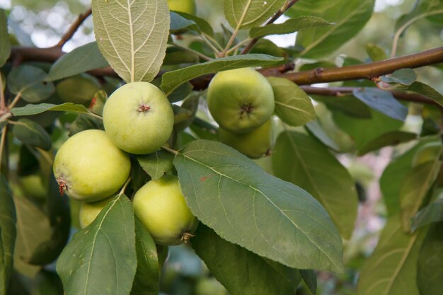 Branch of green unripe apples on a treein the orchard