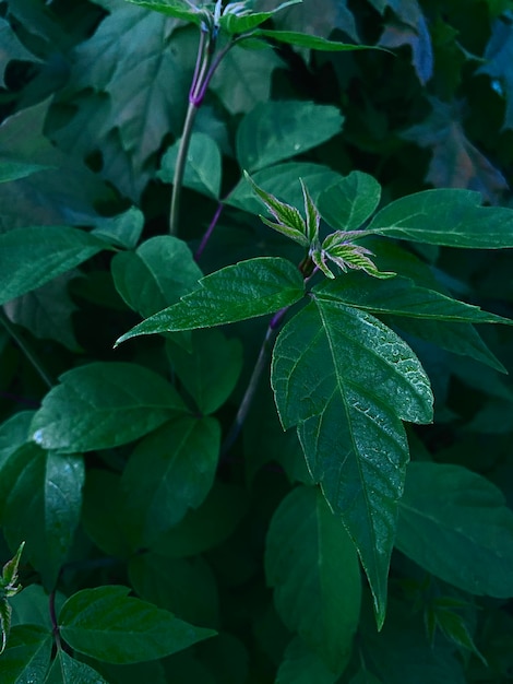 Branch of green wet leaves