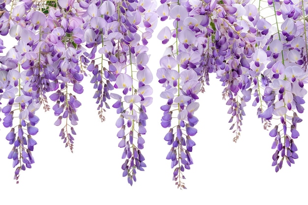 Branch of Hanging Purple Wisteria Flowers Isolated on White Background