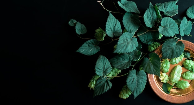 Branch of hops on a dark vintage background