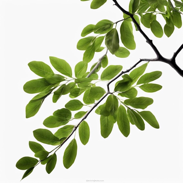 Branch Isolated on White Background