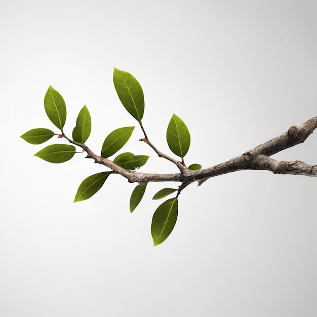 Branch Isolated on White Background