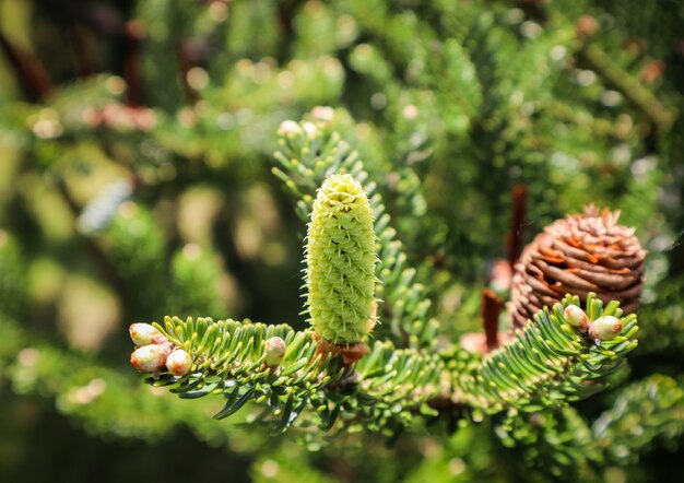 A branch of korean fir with young cone in spring garden