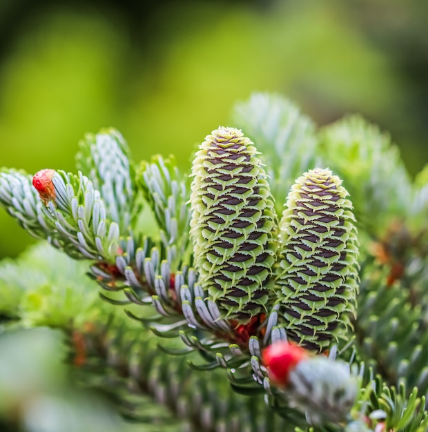 A branch of korean fir with young cones in spring garden