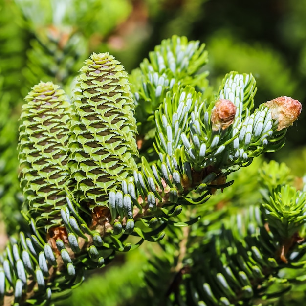 A branch of Korean fir with young cones in a spring garden