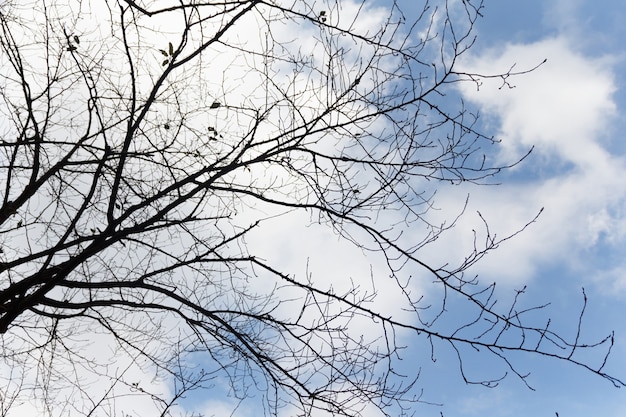 Branch and leaves with blue sky background