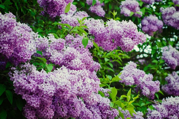 Branch of lilac flowers with green  leaves, floral natural background, soft focus