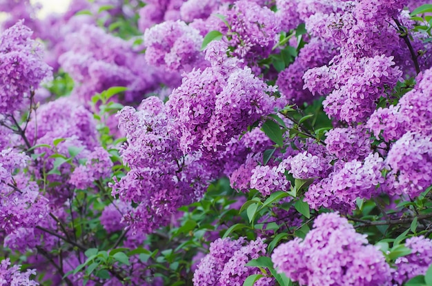 Branch of lilac flowers with green leaves floral natural background soft focus