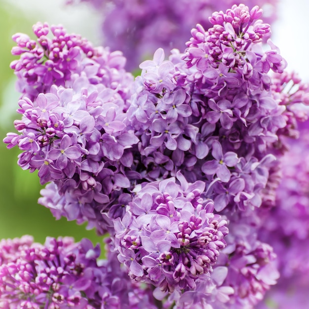 Branch of lilac flowers with green leaves floral natural macro background