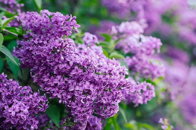 Branch of lilac flowers with green leaves, floral natural seasonal hipster background