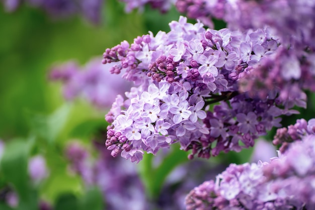 Branch of lilac flowers with green leaves, floral natural seasonal hipster background