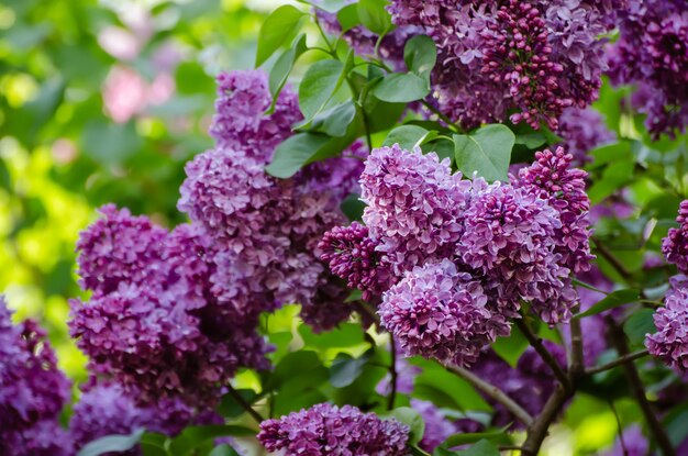 Branch of lilac flowers with green leaves floral natural seasonal hipster background