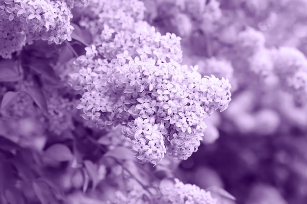 Branch of lilac flowers