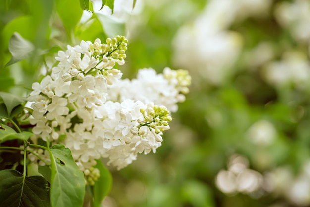 Branch of lilac white flowers with green leaves, floral natural seasonal hipster background