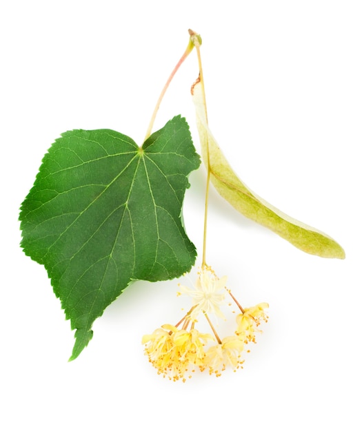 Branch of linden flowers isolated on white background