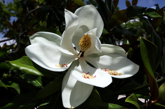 Branch of magnolia tree  Magnolia grandiflora  with white flower