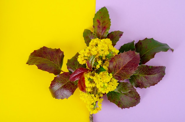 Branch of Mahonia aquifolium blooming in yellow flowers