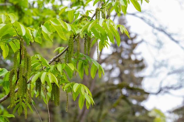 The branch of Manchurian nuttree Juglans mandshurica with catkins natural spring background