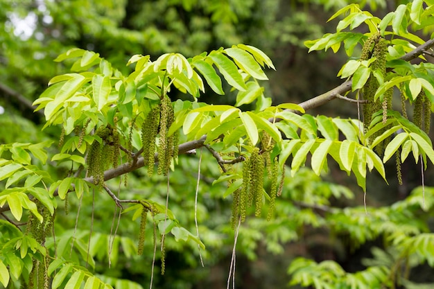 The branch of Manchurian nuttree Juglans mandshurica with catkins natural spring background