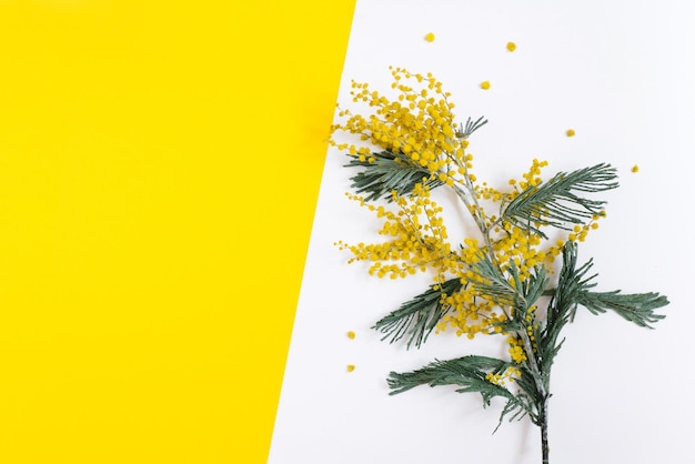 A branch of mimosa flowers on a white and yellow background Women's Day flowers Flat lay top view and copy space