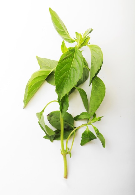 Branch mint leaves over white background