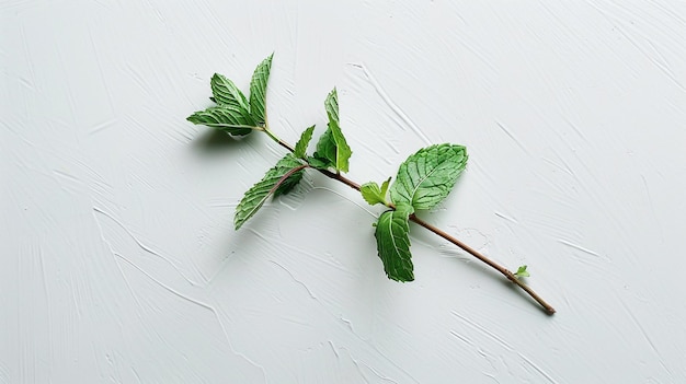 a branch of mint with a white background with a crack in the middle