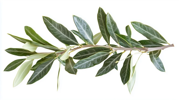 a branch of an olive tree with leaves and leaves