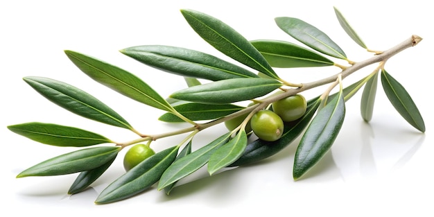 branch of a olive tree with leaves on white background