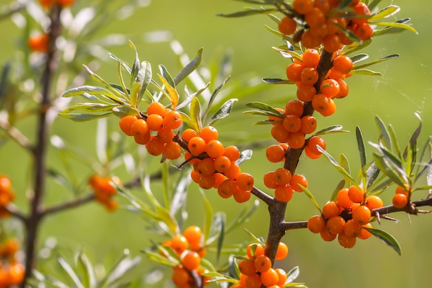 Branch of orange sea buckthorn berries in autumn park. Seasonal berry harvest in countryside.