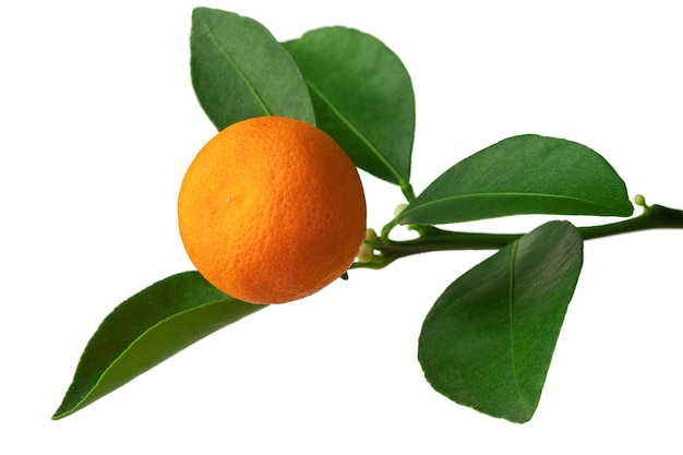 A branch of an orange or tangerine tree with fruits and flowers isolated on a white background